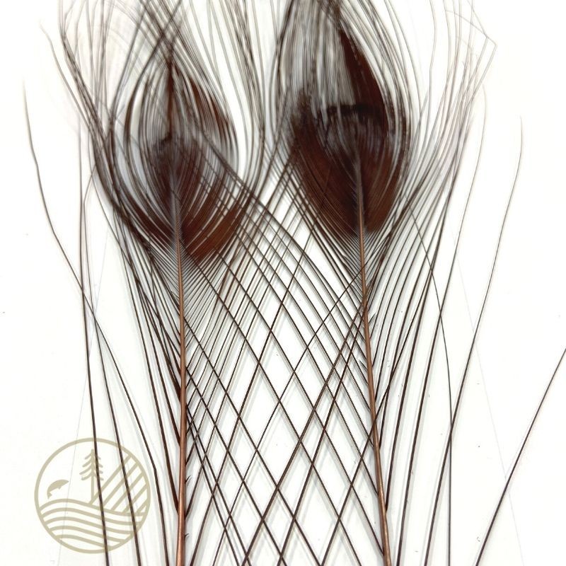 Quill de paon ébarbé teint DEVAUX