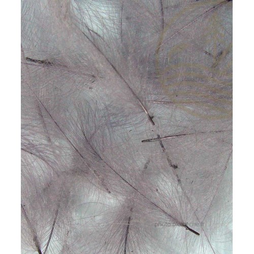 French CDC Premier 1g