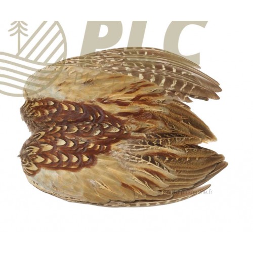 Ailes VENIARD Cock Pheasant Wings