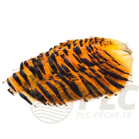 Collerette de Faisan Doré DEVAUX