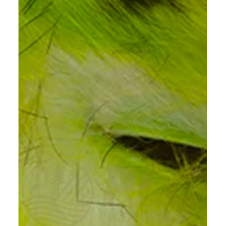 Zonker Zébré DEVAUX blanc charteuse