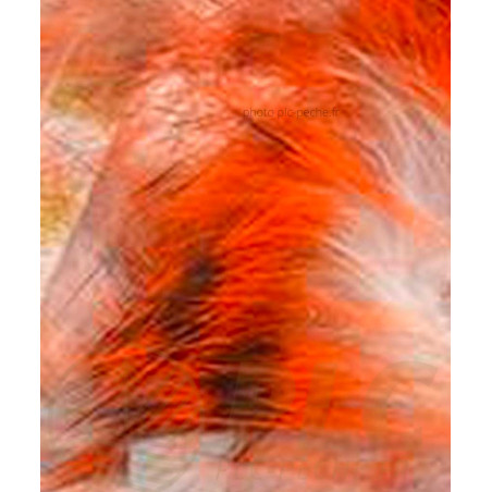 Zonker Zébré DEVAUX orange blanc