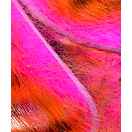 Zonker Zébré DEVAUX orange rose