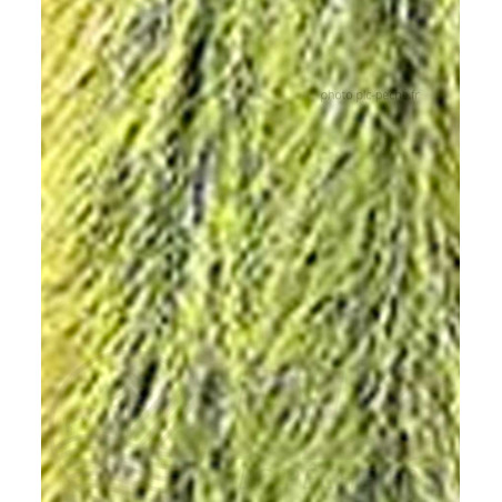 Stream Brush Bicolor DEVAUX jaune noir