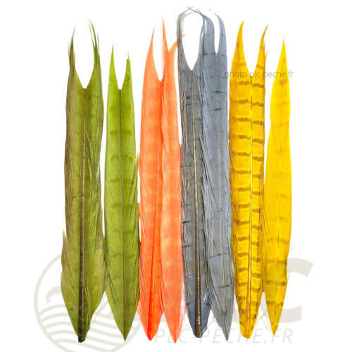 Queue de faisan DEVAUX Fullcolor