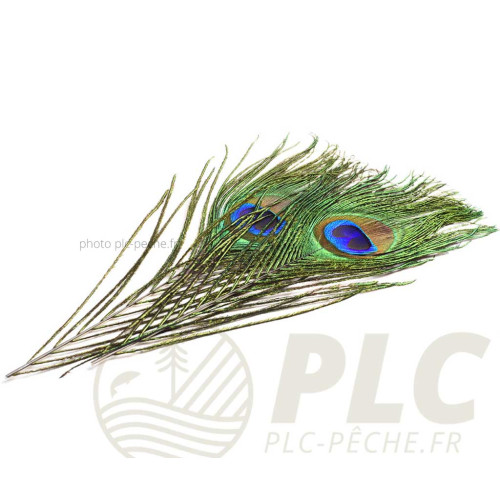 Oeil de Paon + Barbes DEVAUX