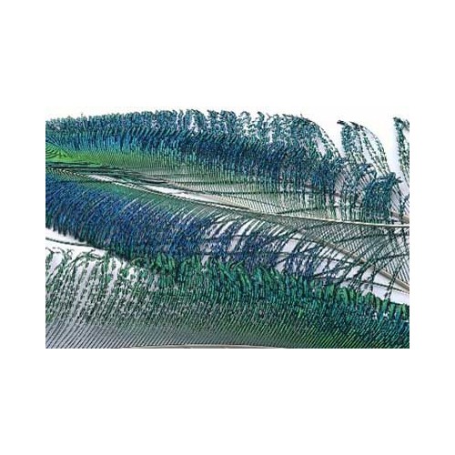 Sabre de paon naturel VENIARD