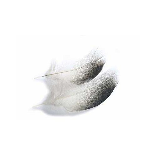 Plume canard Mallard VENIARD