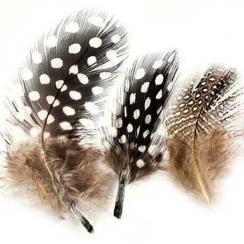 Plume de pintade Guinea Fowl VENIARD