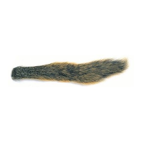 Fox Squirrel tail natural écureuil