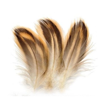 Hen mallard flank flanc de cane