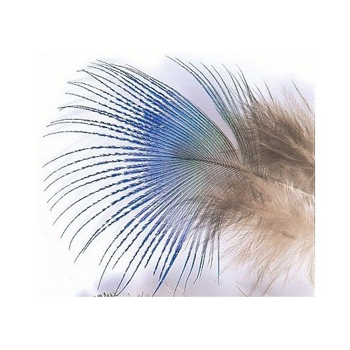 Plume de paon Peacock blue neck