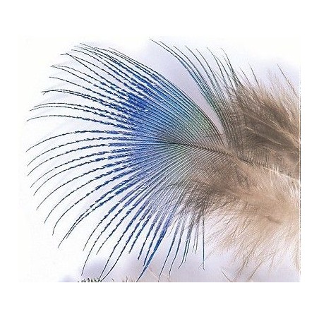 Plume de paon Peacock blue neck