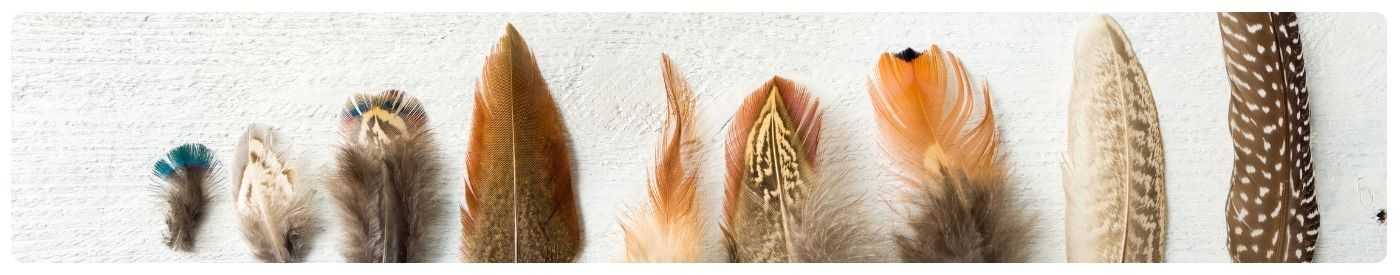 Plumes montage mouches